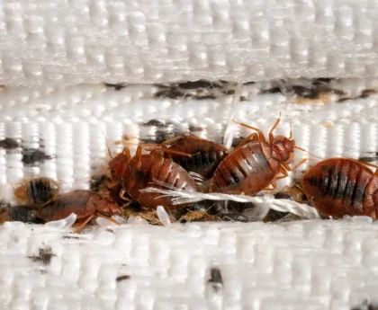 bed bugs removal Springfield MO