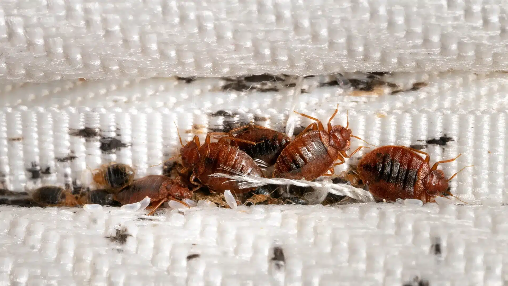 bed bugs removal Springfield MO