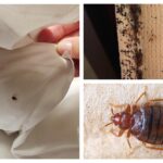 remove bed bugs Springfield MO
