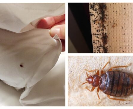 remove bed bugs Springfield MO