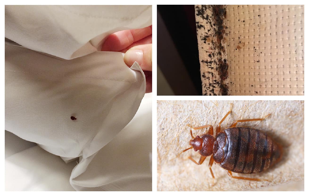 remove bed bugs Springfield MO