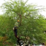 Henderson tree removal