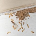 bed bug removal company Springfield MO