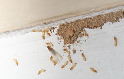 bed bug removal company Springfield MO
