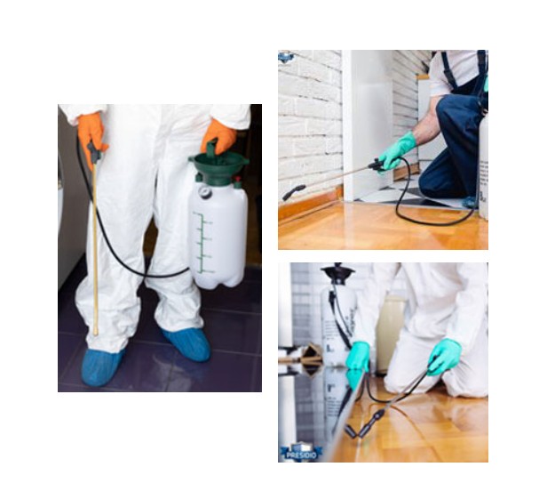 bed bug exterminator Springfield MO